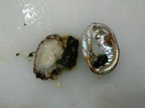 用刷子将鲍鱼表面刷干净，用刀将鲍鱼壳肉分离。