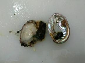 用刷子将鲍鱼表面刷干净，用刀将鲍鱼壳肉分离。