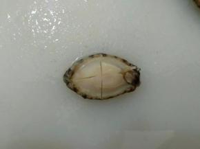 在反面切十字刀。