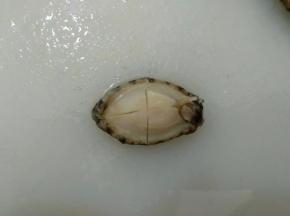 在反面切十字刀。