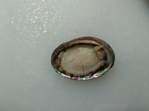 将鲍鱼反面放入壳里。