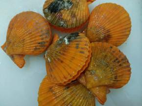 用刷子将扇贝表面刷干净。