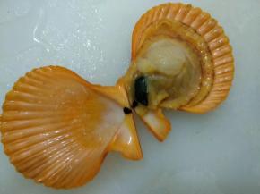 用刀将扇贝另一半壳去除。