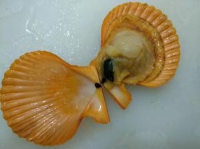 用刀将扇贝另一半壳去除。