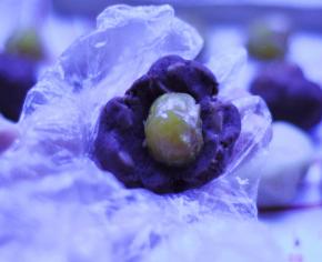 6、分别将豆沙分成每个25克，蛋黄对半切开每个大约5g，面团每个20克；然后。先用豆沙将蛋黄包住