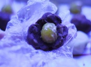 6、分别将豆沙分成每个25克，蛋黄对半切开每个大约5g，面团每个20克；然后。先用豆沙将蛋黄包住