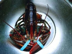 首先将龙虾清洗干净。