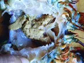 处理大龙虾的头部，把头里的异物全部清理干净。
