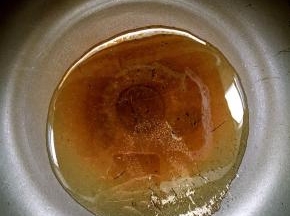 锅烧热倒入适量的橄榄油！