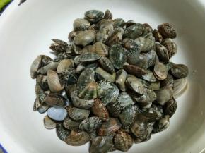 花蛤吐沙洗净