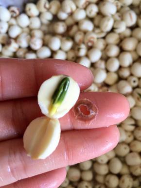 即使是去芯的莲子，也有个别的有芯和莲子顶端的一圈莲子皮，泡发后都可以轻易去掉