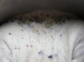 5.且组织有明显的蜂窝状即为发酵好了。