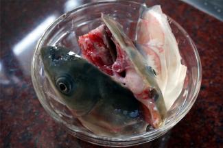 草鱼头，切块。（买的时候，让鱼档老板帮忙切块。）