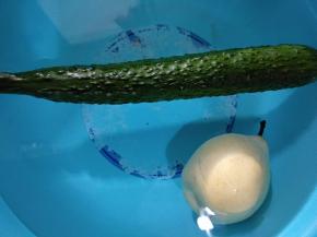 黄瓜和梨提前浸泡淡盐水20分钟。