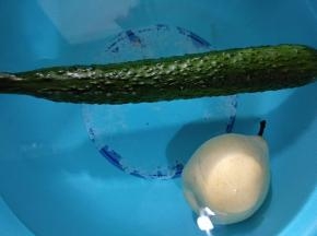 黄瓜和梨提前浸泡淡盐水20分钟。
