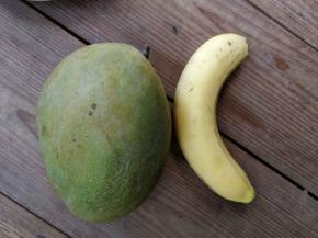 准备一根香蕉、一个大芒果和酸奶（忘记上图了，自制或市售的酸奶均可）