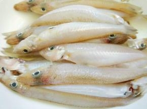 沙尖鱼去鱼鳞，鱼鳃，内脏洗净备用。