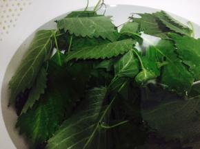 紫苏叶清洗干净