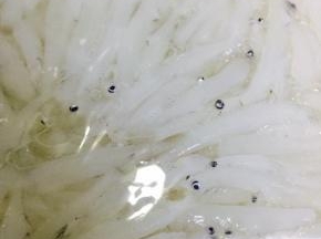 银鱼沥干水分备用
