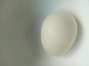 鸡蛋煮熟