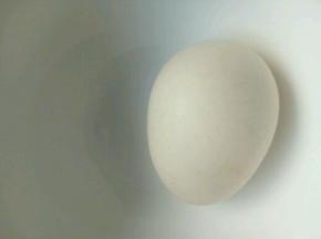 鸡蛋煮熟