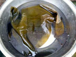 海带泡开，洗刷干净。