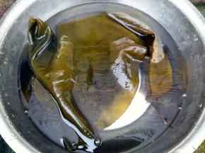 海带泡开，洗刷干净。