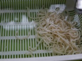 乌冬也放温水中化开，弄散