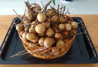 新鲜桂圆2千克。其实还可以多买一些。这个量只用了一层果干机。