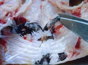 去除鱼头的黑色一层皮。(据说这里是最脏的)