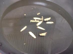 锅里放入适量的清水，放姜片~