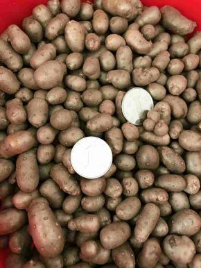 金豆子清洗干净