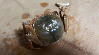 5.将螃蟹放在砧板上。