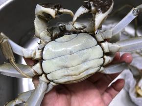 先来说说怎么样挑螃蟹。白肚，就是蟹的这个地方呈白色，肚脐凸出来的，一艘都膏肥脂满；凹进去的，大多膘体不足。　