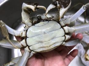 先来说说怎么样挑螃蟹。白肚，就是蟹的这个地方呈白色，肚脐凸出来的，一艘都膏肥脂满；凹进去的，大多膘体不足。　