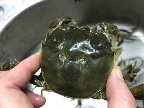 再看壳，凡壳背呈黑绿色，带有亮光，都为肉厚壮实；壳背呈黄色的，大多较瘦弱。另外一点就是看足上的毛，是不是呈金黄色。挑好了螃蟹，就开始美妙的清蒸之旅。