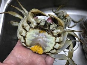 螃蟹洗干净后去掉肚子上的盖子。