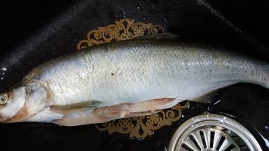 1.鱼去鳃去内脏去鳞，洗干净备用。