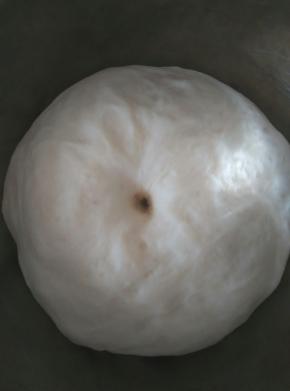 发酵至二倍大小，用手沾面粉戳个洞不回缩，不塌陷就发酵好了