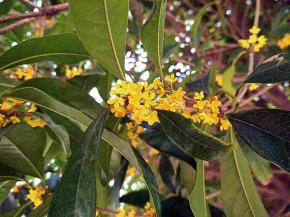 十月的桂花那是一个香啊。