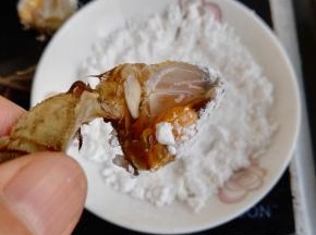 4、准备淀粉，将蟹身露在外面的蟹黄及蟹肉沾上薄薄的淀粉。