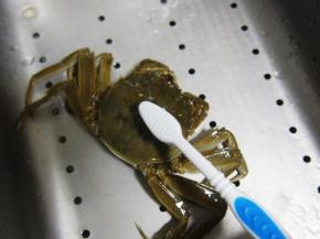 给新鲜螃蟹解绑后，仔仔细细刷干净，要小心被扎手哈～