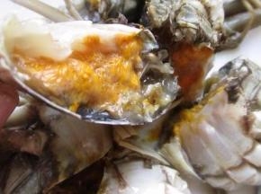 现在已是蟹最肥美的季节，蟹黄多，而蟹黄是指螃蟹体内的卵巢和消化腺，橘黄色、味鲜美。蟹黄不是螃蟹的卵，虽然成份和蟹卵基本一致，但是两者有本质区别。蟹黄呈鲜艳的橘黄色时代表母蟹的性腺已经成熟，留在体内性腺中的卵细胞仍然属于蟹黄的一部分。蟹黄中含有丰富的蛋白质、磷脂和其他营养物质，营养丰富。