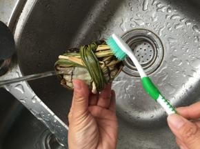 用刷子刷干净蟹肚表面和软毛处；