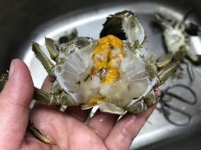 去掉蟹肠、腮和心。