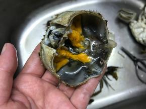 大闸蟹刷洗干净，去掉蟹胃。