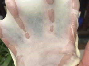 取一小块面团慢慢撑开，这就是手套膜