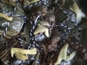 把螃蟹放入蒸锅，每个螃蟹上都放上姜丝。倒上一点料酒，撒上一点盐，开水上锅中火25分钟左右即可