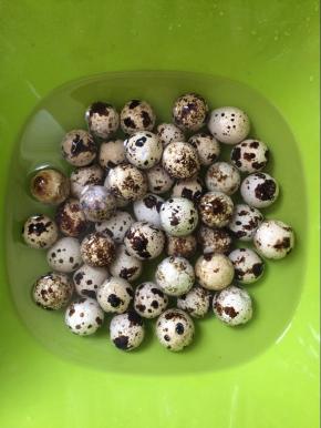 将鹌鹑蛋放入清水里清洗干净