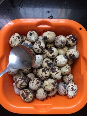 这时将煮熟的鹌鹑蛋捞出，，用勺子背面将鹌鹑蛋敲几下，这样比较好入味